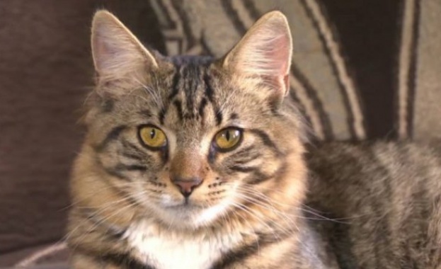 Котка стана котарак след операция