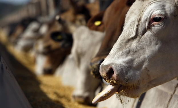 ЕК няма да компенсира млекопроизводителите ни заради руските санкции