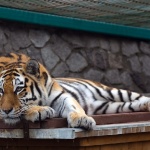 Световен ден на тигъра и опазването на популацията му 