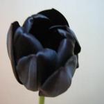 Рождениците днес 