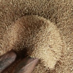 Oakland Institute: ГМО-корпорациите нахлуват в Украйна