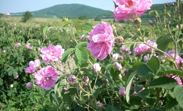 Българите искат логото ни да е роза. Чужденците виждат страната ни като море