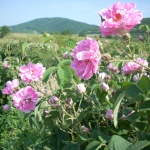 Българите искат логото ни да е роза. Чужденците виждат страната ни като море