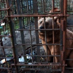 Бриджит Бардо спасява руски мечки