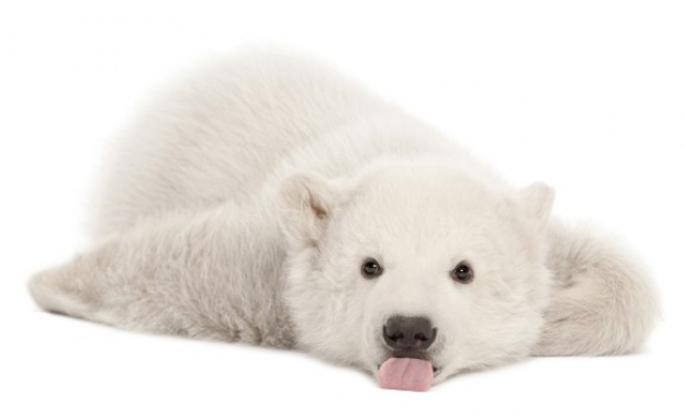 Днес е световен ден на бялата мечка
