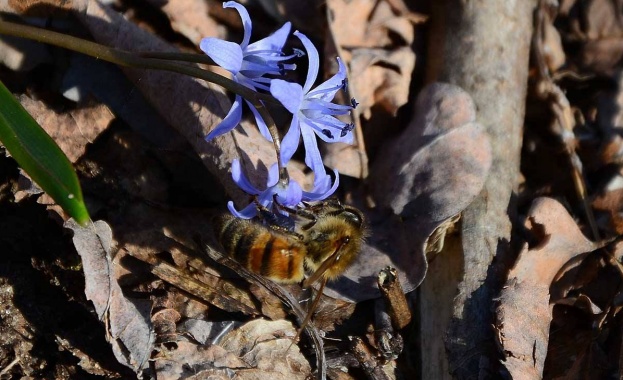 Рождениците днес