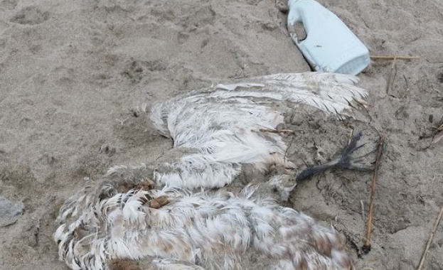 Мъртъв пеликан изплува на плажа в Бургас