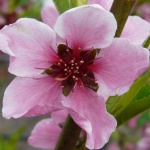 Можеш да отрежеш всички цветя, но не можеш да спреш пролетта