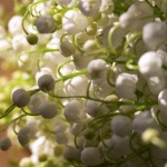 Рождениците днес 