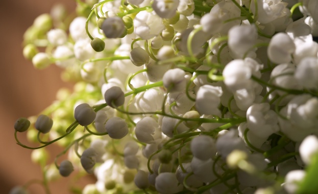 Рождениците днес 