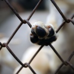 83-годишен зарови куче в земята – било старо и щяло да умре скоро                                                  