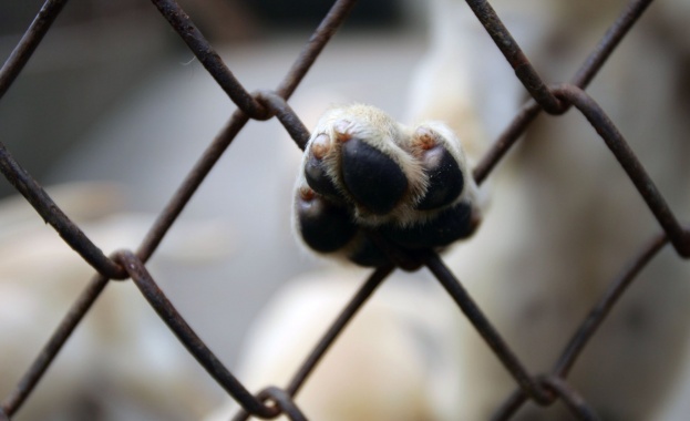 83-годишен зарови куче в земята – било старо и щяло да умре скоро                                                  