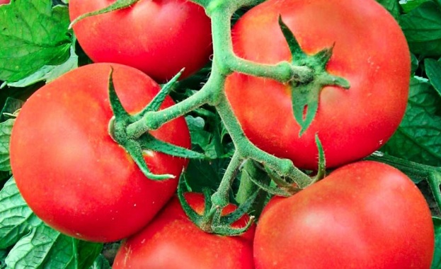 Оранжерийните домати поскъпнаха с 24 2 за седмица и на едро