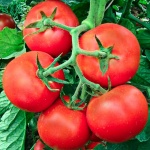 Доматите поскъпнаха с 24% за седмица