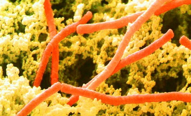 110 години от откриването на „лактобацилус булгарикус”