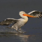 Северни птици превзеха езерото Сребърна