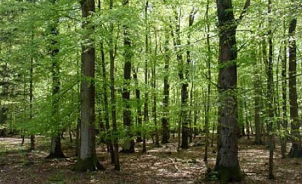 Вдигат с 20% най-ниските заплати в Агенцията по горите