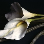 Днес да почерпят...