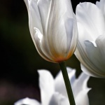 Рождениците днес 