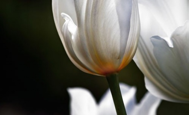 Рождениците днес 