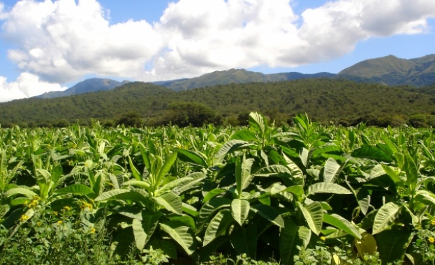 Тютюнопроизводители блокираха пътя между Гърмен и Сатовча Те настояват за