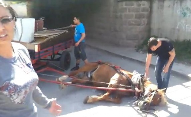 Ромите, заснети как бият кон, отричат да са го удряли 