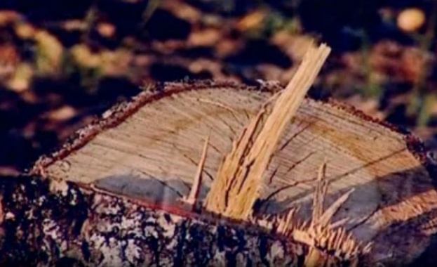 Нито прокуратурата, нито горските могат да се справят с незаконна сеч във Врачанско 
