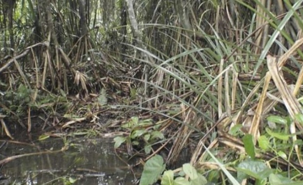 Растение показва къде има диаманти 