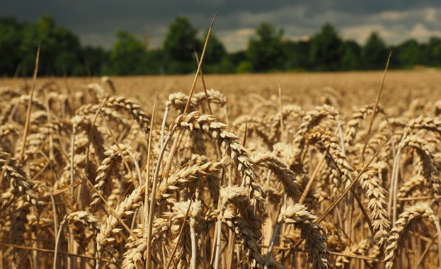 Понижението в цените на основните зърнени стоки на световните борсови