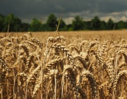 На Софийската стокова борса продължава търсенето на пшеница в големи количества