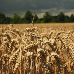 Пазарите на пшеница и царевица остават под натиск