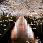 Половин час в пролетна вечер се равнява на хиляди жълтъци