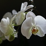 Рождениците днес 