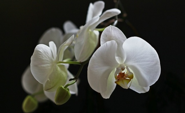 Рождениците днес 