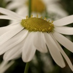 Рождениците днес 