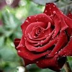 В Париж мнозина предупреждават, че розите вредят на планетата