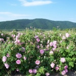 Розовата долина край Казанлък кандидатства за включване в нематериалното културно наследство на ЮНЕСКО