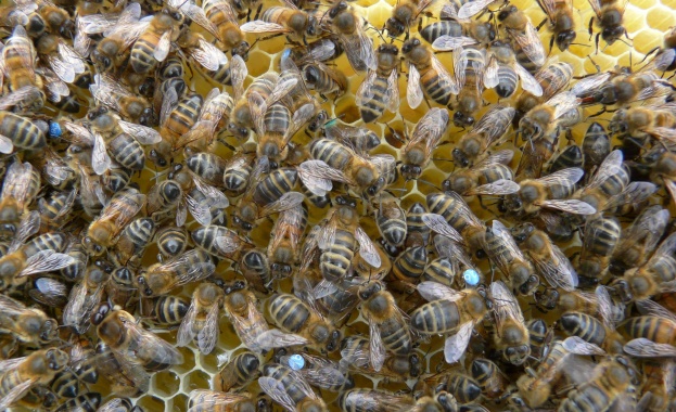 ДФ „Земеделие” отпуска 3,5 млн. лв. в подкрепа на пчеларите