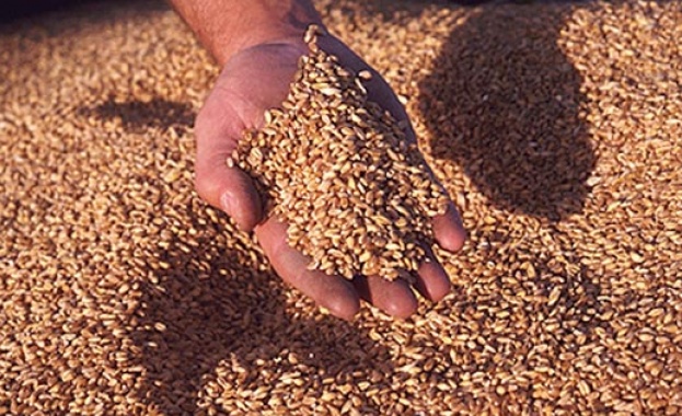 Зърнопроизводители очакват лоша реколта от пшеница