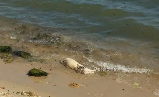 Убит делфин се разлага четвърти ден на варненския плаж