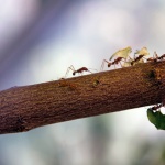 Старецът Йосиф Исихаст за търпението и усърдието