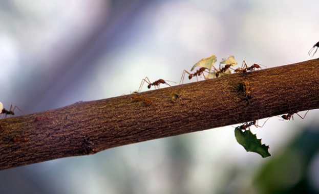 Старецът Йосиф Исихаст за търпението и усърдието