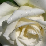 Рождениците днес 