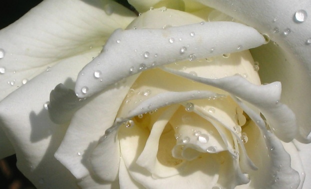 Рождениците днес 