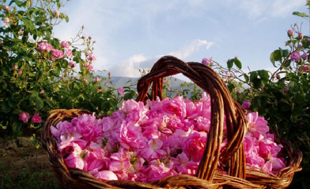 Розовото масло по 6500 евро за кг.