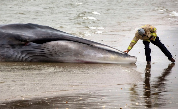 В ход е шестото масово измиране на биологични видове