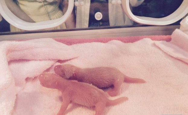 В Китай се родиха първите панди близнаци за 2015-а 