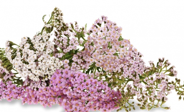 Рождениците днес 