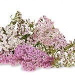 Рождениците днес 