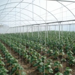 Градинари от с. Одринци: Оранжерийните зеленчуци ще поскъпнат с 50-80%